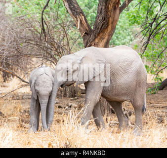 Les éléphants africains pour mineurs dans le sud de la savane boisée de l'Afrique Banque D'Images