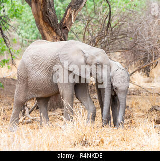 Les éléphants africains pour mineurs dans le sud de la savane boisée de l'Afrique Banque D'Images