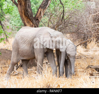 Les éléphants africains pour mineurs dans le sud de la savane boisée de l'Afrique Banque D'Images