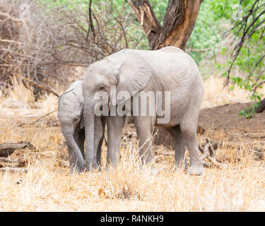 Les éléphants africains pour mineurs dans le sud de la savane boisée de l'Afrique Banque D'Images