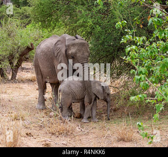 Les éléphants africains pour mineurs dans le sud de la savane boisée de l'Afrique Banque D'Images