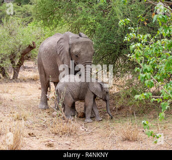 Les éléphants africains pour mineurs dans le sud de la savane boisée de l'Afrique Banque D'Images