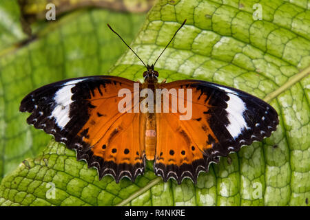 Belle chrysope rouge papillon sur une feuille dans le nord du Queensland, Australie Banque D'Images