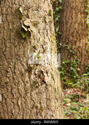 La structure et la texture des deux arbres d'une forêt et d'utres Brown et écorce rugueuse avec des lignes et des fissures et des bosses dans la lumière et avec des feuilles Banque D'Images