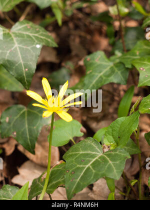 Un seul tir jaune Chélidoine et sur le sol de la forêt avec des feuilles vertes Banque D'Images