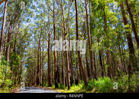 Pins au bord de la route dans la région de parc national de Springbrook,Gold Coast hinterland,Queensland, Australie Banque D'Images
