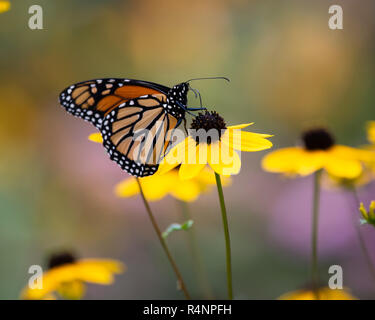 Colorful le monarque (Danaus plexippus) se nourrissant de cône jaune fleurs du jardin en spéculateur, New York, NY USA Banque D'Images