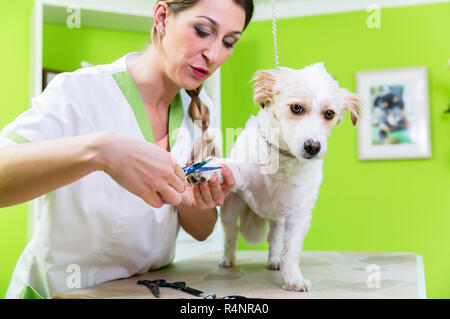 Manucure pour chien salon de toilettage pour animaux de compagnie Banque D'Images