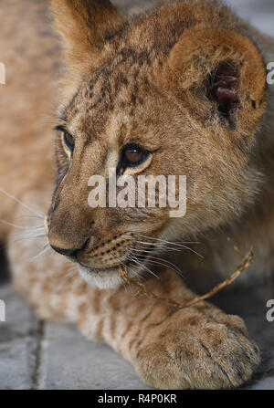 Xining, Province de Qinghai en Chine. 27 Nov, 2018. Un Africain lion cub est considéré à l'Plateau Zoo sauvage de Xining, capitale de la province du Qinghai dans le nord-ouest de la Chine, le 27 novembre 2018. Trois six-month-old African lions ont survécu à l'environnement extrême de le plateau du Qinghai-Tibet, un nouveau record pour la reproduction de ces espèces sur le plateau. Les trois oursons femelle née le 9 mai sont désormais en mesure de chasser pour se nourrir par eux-mêmes. Credit : Zhang Hongxiang/Xinhua/Alamy Live News Banque D'Images