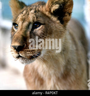 Xining, Province de Qinghai en Chine. 27 Nov, 2018. Un Africain lion cub est considéré à l'Plateau Zoo sauvage de Xining, capitale de la province du Qinghai dans le nord-ouest de la Chine, le 27 novembre 2018. Trois six-month-old African lions ont survécu à l'environnement extrême de le plateau du Qinghai-Tibet, un nouveau record pour la reproduction de ces espèces sur le plateau. Les trois oursons femelle née le 9 mai sont désormais en mesure de chasser pour se nourrir par eux-mêmes. Credit : Zhang Long/Xinhua/Alamy Live News Banque D'Images