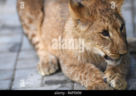 Xining, Province de Qinghai en Chine. 27 Nov, 2018. Un Africain lion cub est considéré à l'Plateau Zoo sauvage de Xining, capitale de la province du Qinghai dans le nord-ouest de la Chine, le 27 novembre 2018. Trois six-month-old African lions ont survécu à l'environnement extrême de le plateau du Qinghai-Tibet, un nouveau record pour la reproduction de ces espèces sur le plateau. Les trois oursons femelle née le 9 mai sont désormais en mesure de chasser pour se nourrir par eux-mêmes. Credit : Zhang Hongxiang/Xinhua/Alamy Live News Banque D'Images