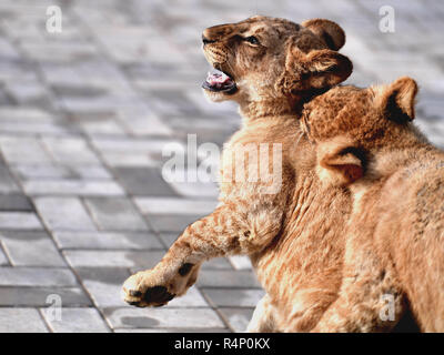 Xining, Province de Qinghai en Chine. 27 Nov, 2018. L'African Lion cubs jouer sur le plateau du Qinghai-Tibet Zoo sauvage de Xining, capitale de la province du Qinghai dans le nord-ouest de la Chine, le 27 novembre 2018. Trois six-month-old African lions ont survécu à l'environnement extrême de le plateau du Qinghai-Tibet, un nouveau record pour la reproduction de ces espèces sur le plateau. Les trois oursons femelle née le 9 mai sont désormais en mesure de chasser pour se nourrir par eux-mêmes. Credit : Zhang Long/Xinhua/Alamy Live News Banque D'Images