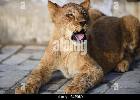 Xining, Province de Qinghai en Chine. 27 Nov, 2018. Un Africain lion cub est considéré à l'Plateau Zoo sauvage de Xining, capitale de la province du Qinghai dans le nord-ouest de la Chine, le 27 novembre 2018. Trois six-month-old African lions ont survécu à l'environnement extrême de le plateau du Qinghai-Tibet, un nouveau record pour la reproduction de ces espèces sur le plateau. Les trois oursons femelle née le 9 mai sont désormais en mesure de chasser pour se nourrir par eux-mêmes. Credit : Zhang Hongxiang/Xinhua/Alamy Live News Banque D'Images