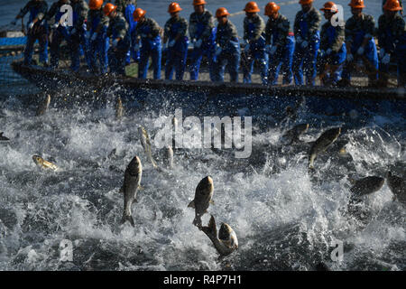 Hangzhou, Chine, Province de Zhejiang. 28 Nov, 2018. Les pêcheurs tirer un immense filet de pêche sur le lac Qiandao à Hangzhou, capitale de la Chine de l'est la province du Zhejiang, le 28 novembre 2018. Plus de 30 pêcheurs ont pris part à un hugh-Pêche-net récolter ici mercredi. Credit : Huang Zongzhi/Xinhua/Alamy Live News Banque D'Images