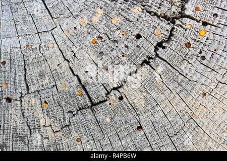 L'attaque des foreurs du bois sur le vieux bois, la texture de la section ( ) avec anneaux annuels Banque D'Images