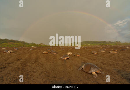 Un énorme de nidification des tortues tortues olivâtres en Playa Ostional, Costa Rica, Guancaste Banque D'Images