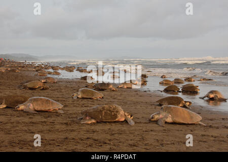 Un énorme de nidification des tortues tortues olivâtres en Playa Ostional, Costa Rica, Guancaste Banque D'Images