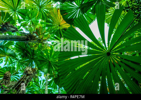Vers le haut à travers la forêt de palmiers licuala vert dense dans le parc national de Daintree, Queensland, Australie Banque D'Images