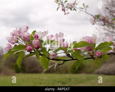Tourné d'arbre avec des bourgeons rose et blanc qui poussent sur elle Banque D'Images