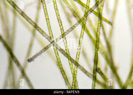 Détails algues microscopiques zygnema Banque D'Images