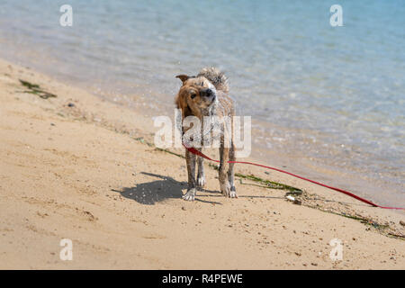 Natation en mer chien Banque D'Images