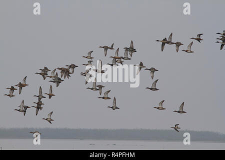 Troupeau d'oiseaux migrateurs en Baikka Beel Sanctuaire. C'est un sanctuaire de la faune dans les zones humides à proximité de Srimangal Grêle Haor. Moulvibazar, Bangladesh. Banque D'Images