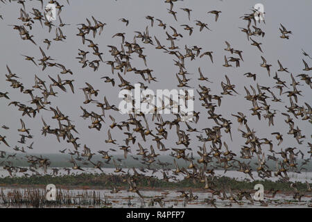 Troupeau d'oiseaux migrateurs en Baikka Beel Sanctuaire. C'est un sanctuaire de la faune dans les zones humides à proximité de Srimangal Grêle Haor. Moulvibazar, Bangladesh. Banque D'Images