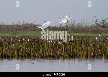 Grande Aigrette, localement appelé Bok Boro à Baikka Beel Sanctuaire. C'est un sanctuaire de la faune dans les zones humides à proximité de Srimangal Grêle Haor. Moulvibazar, Bangl Banque D'Images