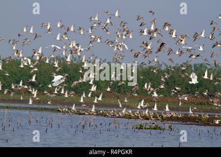 Troupeau d'oiseaux migrateurs en Baikka Beel Sanctuaire. C'est un sanctuaire de la faune dans les zones humides à proximité de Srimangal Grêle Haor. Moulvibazar, Bangladesh. Banque D'Images