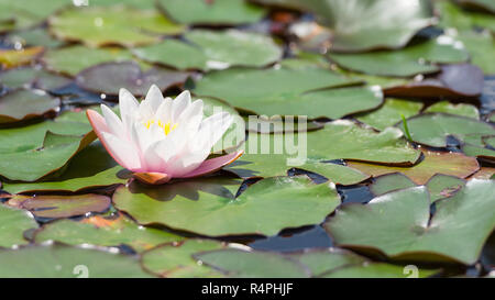 Belle fleur Nymphaea blanc sur la surface de l'étang Banque D'Images