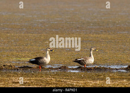 Spot-billed Duck, localement appelé hachage Pati à Haor Haor également appelé Tangua Haor. C'est un marais unique écosystème. Chaque hiver l'haor est le foyer de Banque D'Images