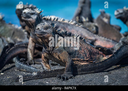 Plusieurs iguanes marins à bronzer sur le black rock Banque D'Images