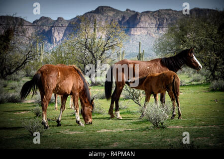 Wild horse foal soins infirmiers dans l'herbe de printemps sur le désert de Sonora près de Phoenix en Arizona Banque D'Images