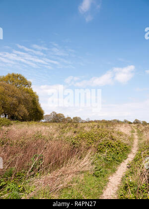 Une belle photo de paysage luxuriant d'arbustes dans la campagne de l'essex avec un ciel bleu clair et des morceaux de nuages et arbres verts Banque D'Images