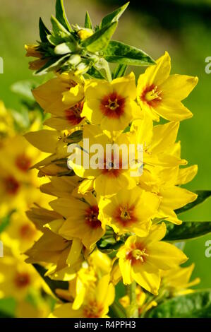 La salicaire Lysimachia vulgaris jaune jardin Banque D'Images