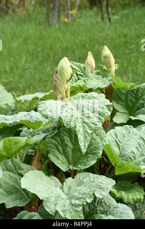 La rhubarbe plante poussant dans un jardin Banque D'Images