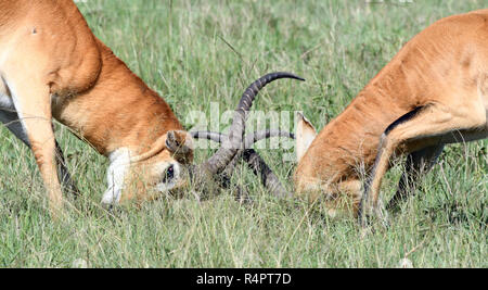 Deux hommes kobs ougandais (Kobus kob thomasi) verrouiller cornes dans une lutte pour la domination. Le Parc national Queen Elizabeth, en Ouganda. Banque D'Images