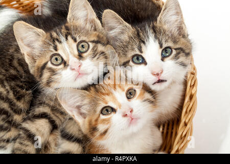 Groupe de jeunes chatons dans le panier Banque D'Images