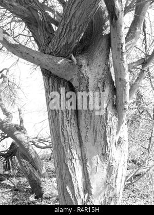 Le noir et blanc l'écorce des arbres à la lumière Banque D'Images