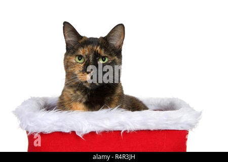 Portrait d'un chat tabby Tortie Torbie assis dans une fourrure panier de Noël à directement à l'afficheur. Isolé sur fond blanc. Banque D'Images