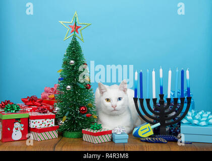 Adorable chaton blanc avec des yeux impairs (heterochromia) fixant entre un arbre de Noël et un Hanukkah Menorah. De nombreuses familles multi foi célébrer à la fois X Banque D'Images