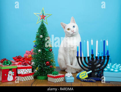 Adorable chaton blanc avec des yeux impairs (heterochromia) assis entre un arbre de Noël et un Hanukkah Menorah, tête penchée. De nombreuses familles multi foi ce Banque D'Images