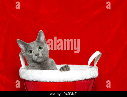 Portrait de l'un petit adorable chaton gris avec un pic d'un panier en bois rouge avec doublure en fourrure blanche, sur le bord de la patte. Thème de Noël avec l'exemplaire de l'espace. Banque D'Images