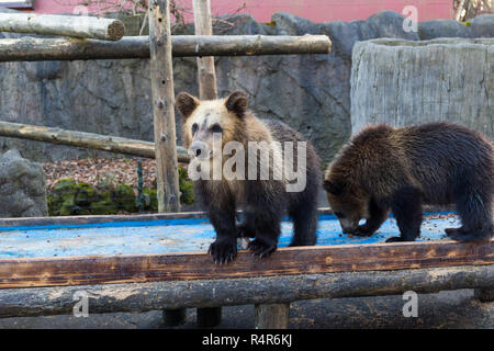 Jeune ours au zoo Banque D'Images