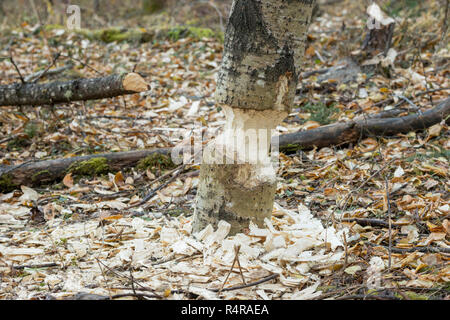 Arbre rongé par un castor Banque D'Images