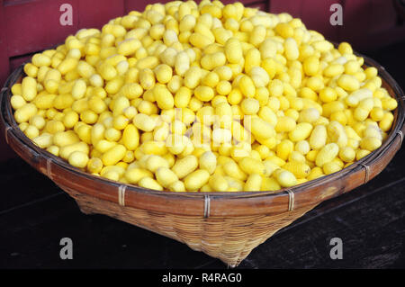 Les cocons de ver à soie jaune pour faire de la soie en Asie Banque D'Images