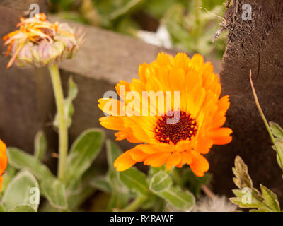 Belle fleur orange détaillée grand jardin tête Banque D'Images