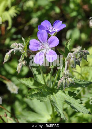 Fleurs violettes sur un plant de géranium des bois Banque D'Images