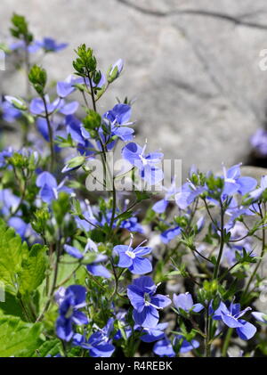 L'oiseau, fleurs sauvages Veronica chamaedrys Véronique Banque D'Images