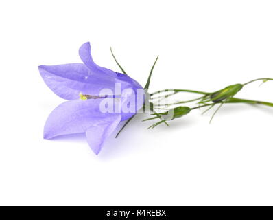 Bluebell fleur sur fond blanc Banque D'Images